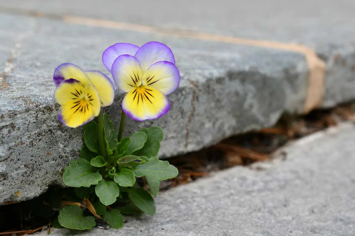 Kristin Becker — Resilienz-Online-Kurs
